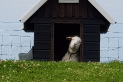 20190722_141816-Medemblick_2-scaled