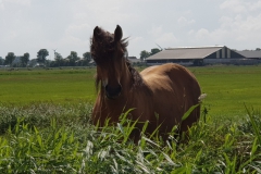 20190801_161930-Kaap-Polder_3-scaled