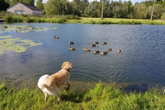 Spaziergang zurück nach Peronnes