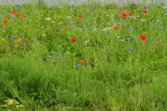 Weg nach Oudennarde